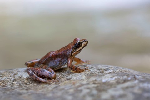 Pyrenean Frog