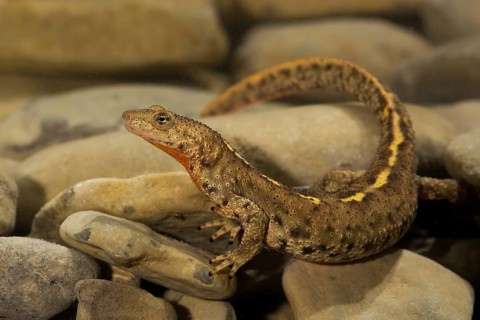 Pyrenean brook salamander