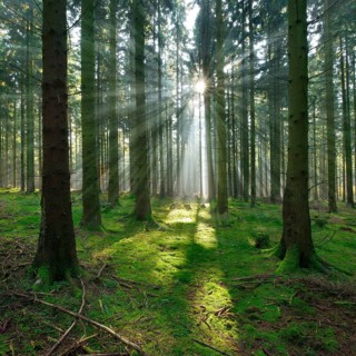 Typical spruce forest in the Harz Mountains