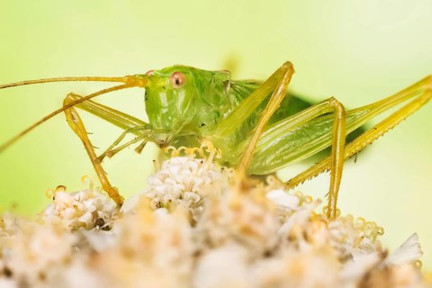 Macro Focus Stacking picture of male of Oak Bush-Cricket