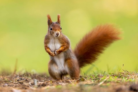 Eurasian red squirrel