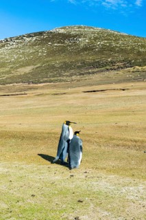 King penguins