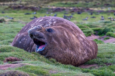 Southern elephant seal