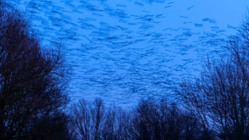 Western jackdaws