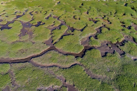 Salt marshes in front of the dike