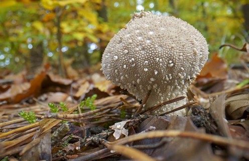 Common puffball