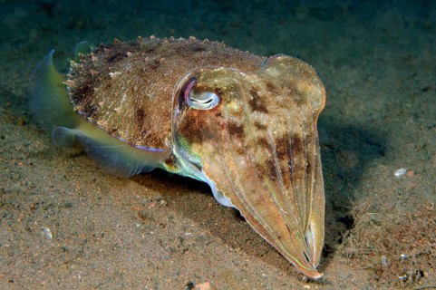 Broadclub Cuttlefish