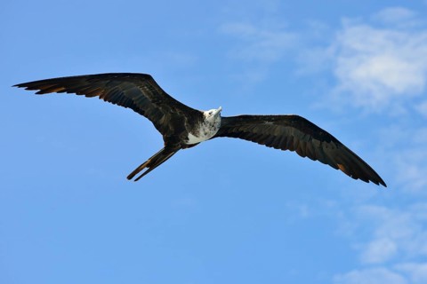 Magnificent frigatebird