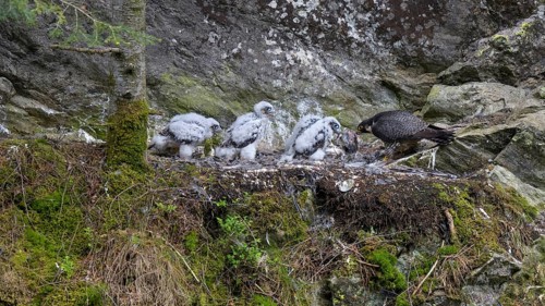 Peregrine falcon Falcon