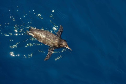 Galapagos Penguin
