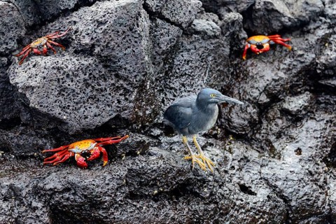Lava Heron