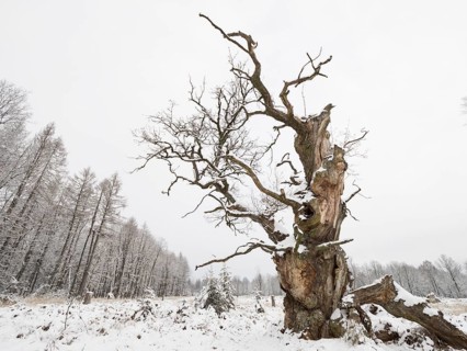 Old gnarled solitary oak