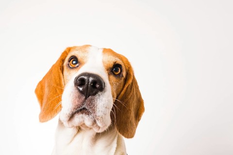 Beagle