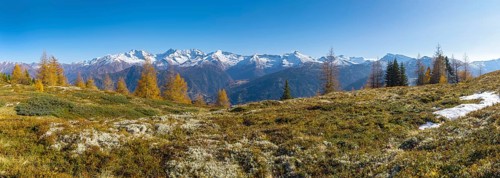 Autumn larch meadows