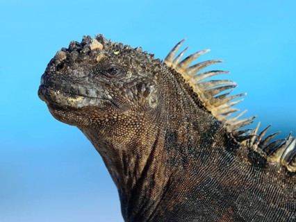 Marine iguana