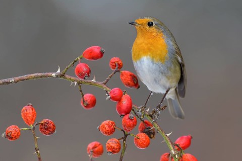European robin