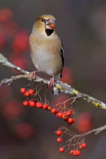 Hawfinch