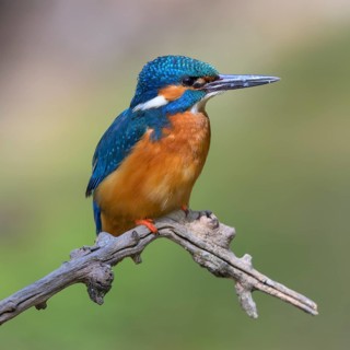 Common kingfisher