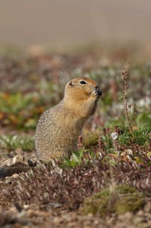 Arctic ground squirrel