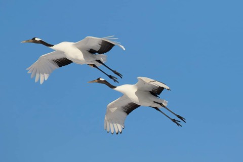 Two Manchurian cranes