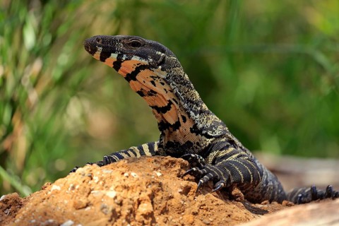 Lace monitor a