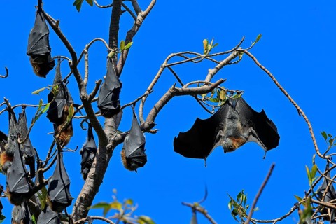 Grey-headed flying fox