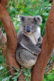 Koala