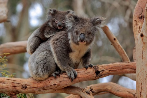 Koalas