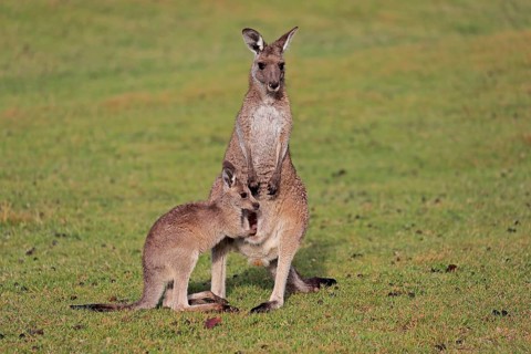 Eastern giant grey kangaroo