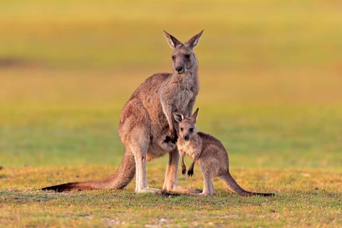 Eastern giant grey kangaroo