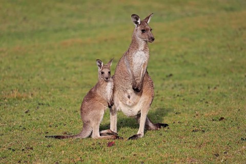 Eastern giant grey kangaroo