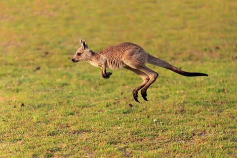 Eastern giant grey kangaroo