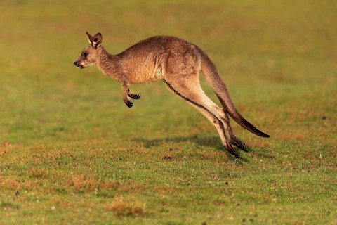 Eastern giant grey kangaroo