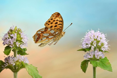 Queen of Spain fritillary