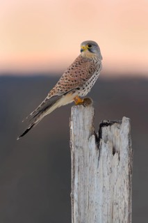 Common Common Kestrel