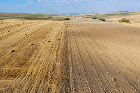 Bales of straw in cornfield after wheat harvest and cultivated young olive trees