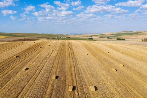 Bales of straw in cornfield after wheat harvest