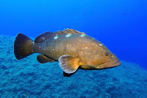 Dusky Grouper