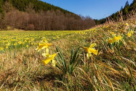 Daffodil meadow with wild yellow daffodils