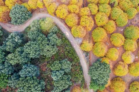 Sweet chestnut trees