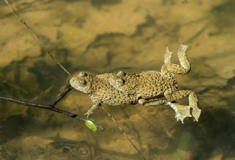 Mating of yellow-bellied toads