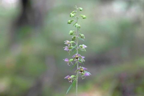 Broad-leaved marshwort