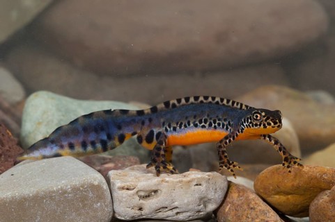Alpine newt