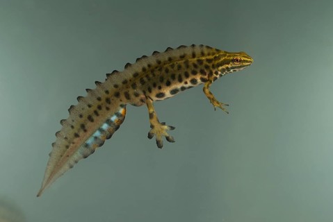 Common newt