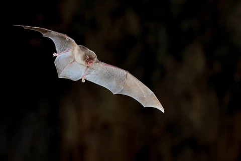 Common bent-wing bat