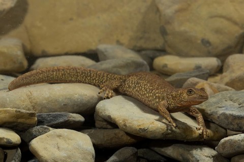 Pyrenean brook salamander