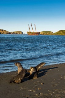 Antarctic fur seals