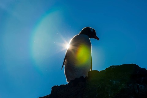 Gentoo penguin