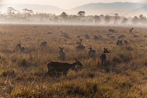 Huge numbers of Indian hog deer