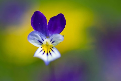 Horned pansy